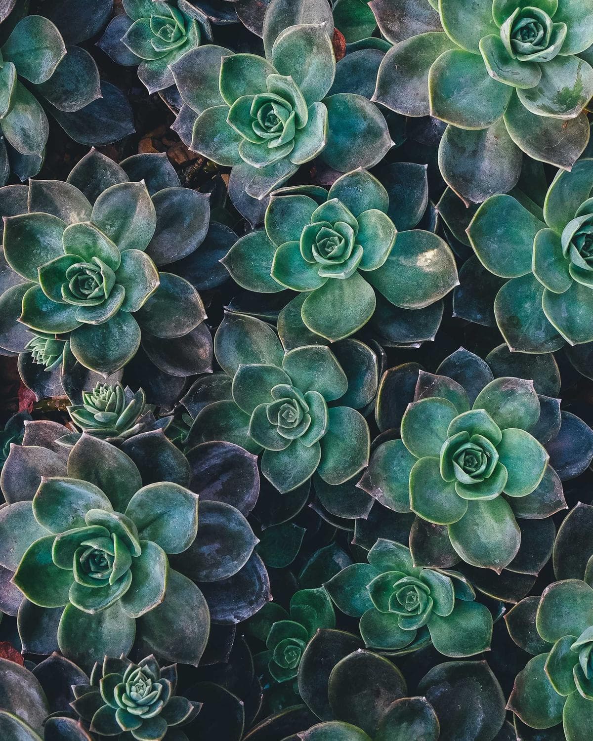 Marie · ABC